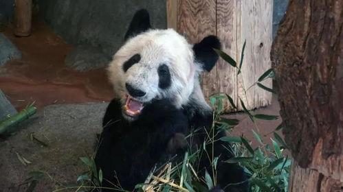 熊猫头狗仔爆料视频大全,视频大全背后的精彩瞬间  第2张